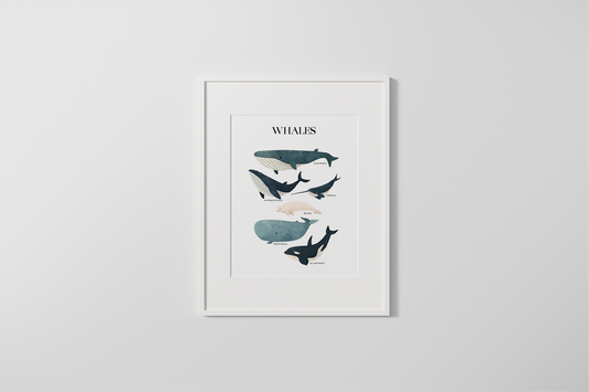 Ocean Friends: Whales